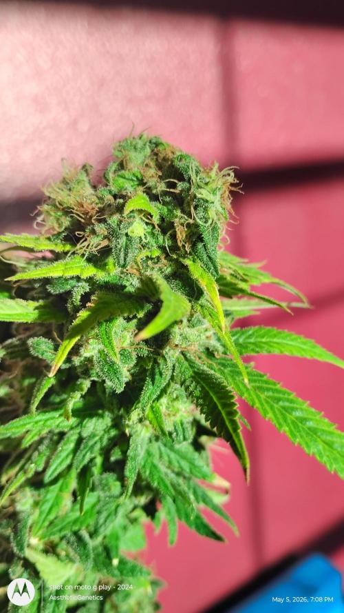 Eternity Grow Cup 2026. Week 15