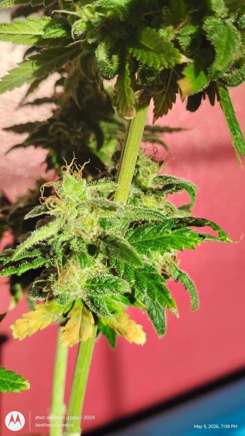 Eternity Grow Cup 2026. Week 15