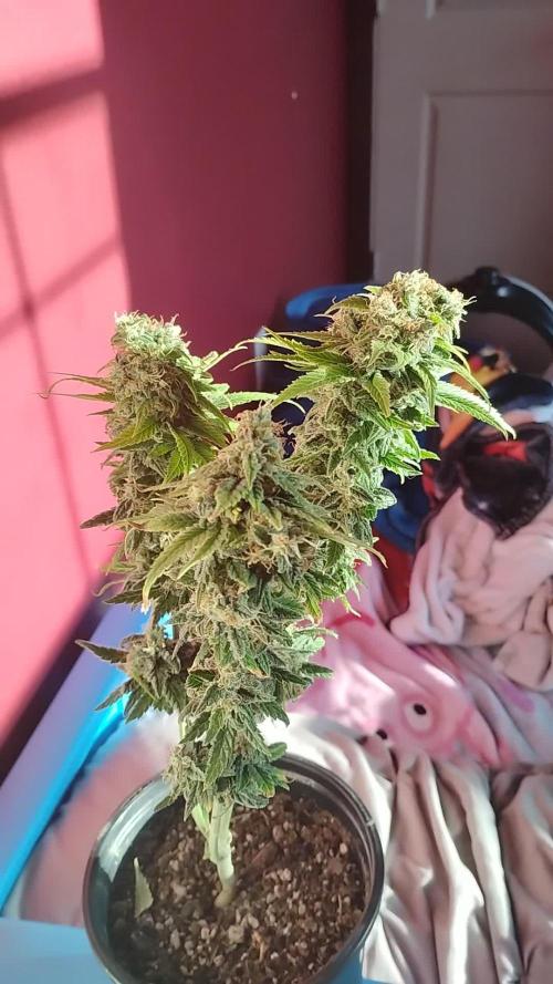 Eternity Grow Cup 2026
