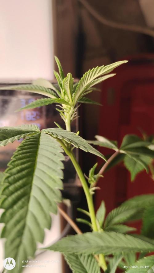 Real Deal Sour D ( notsodog cut). Week 5