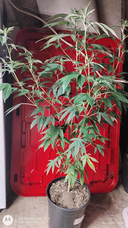 Real Deal Sour D ( notsodog cut). Week 5