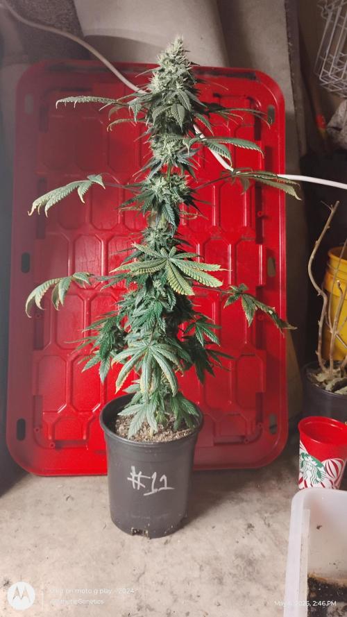Super Sour Double Diesel Seed Hunt. Week 10