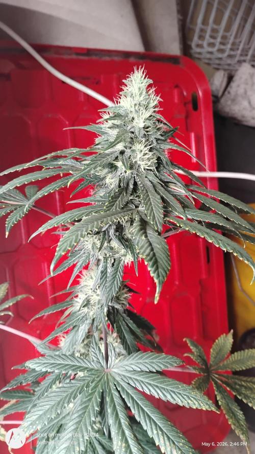 Super Sour Double Diesel Seed Hunt. Week 10