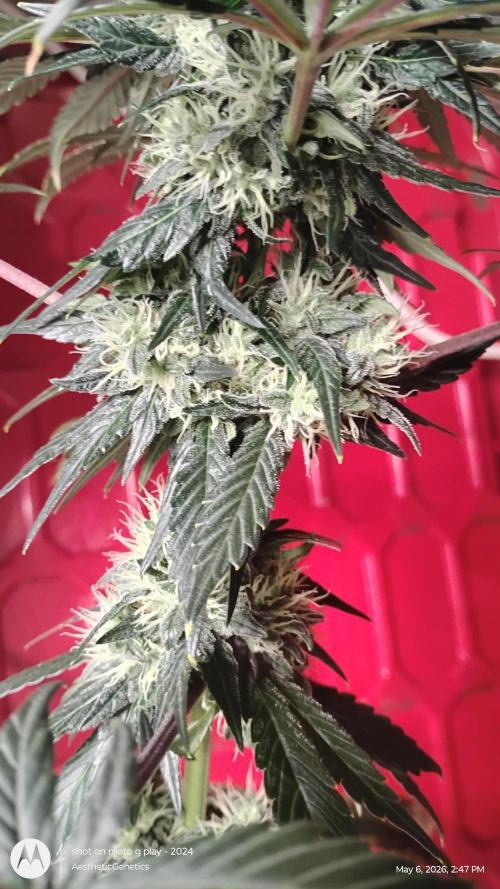 Super Sour Double Diesel Seed Hunt. Week 10