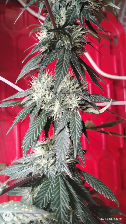Super Sour Double Diesel Seed Hunt. Week 10