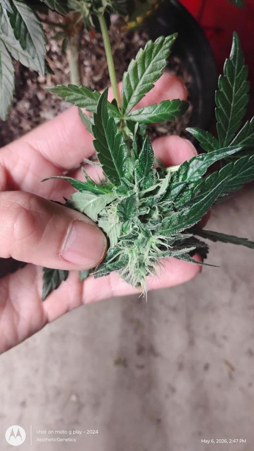 Super Sour Double Diesel Seed Hunt. Week 10