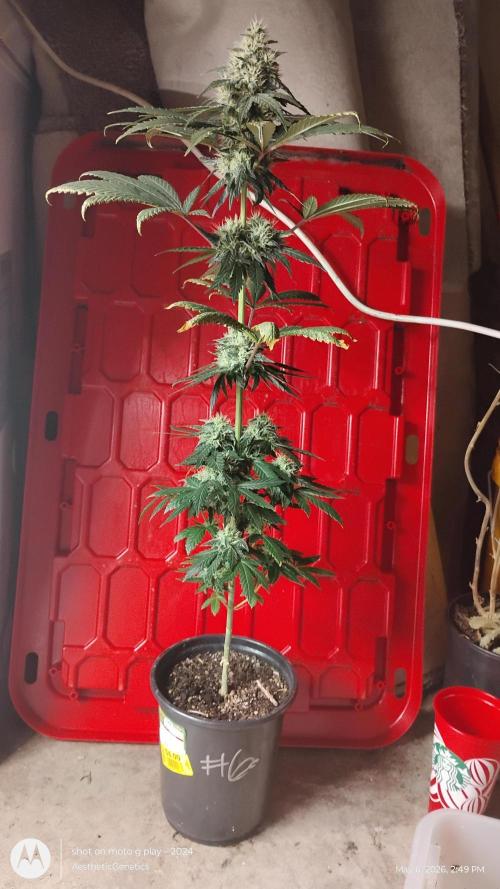 Super Sour Double Diesel Seed Hunt. Week 10