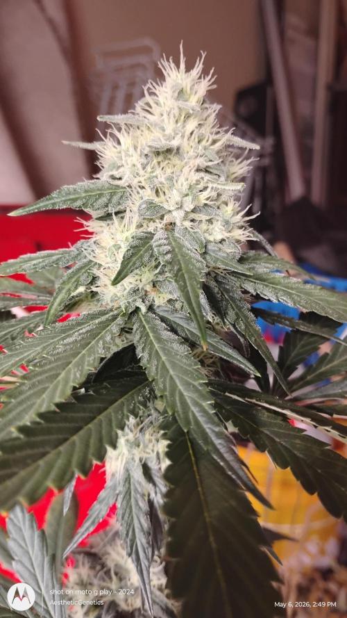Super Sour Double Diesel Seed Hunt. Week 10