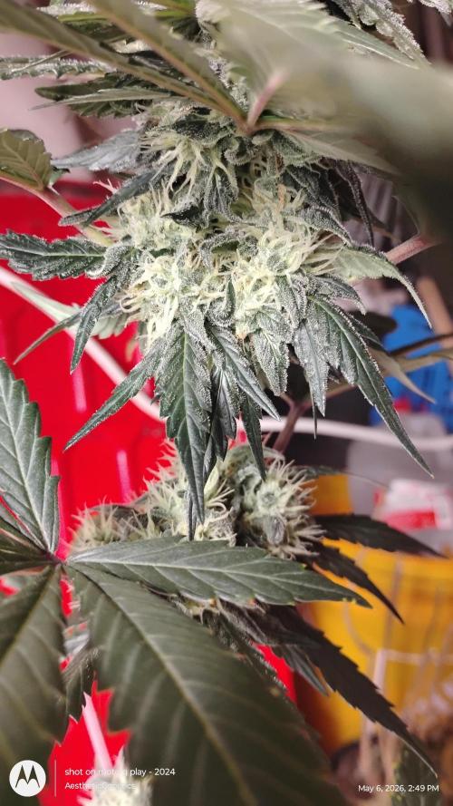Super Sour Double Diesel Seed Hunt. Week 10