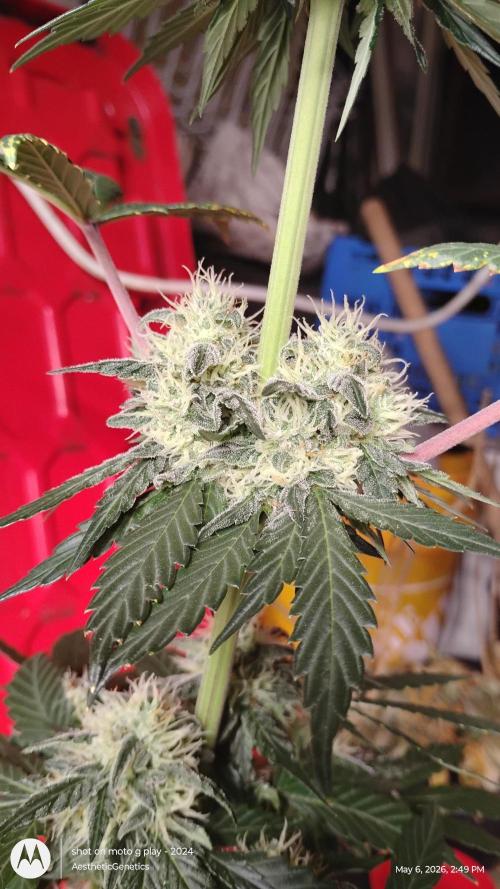 Super Sour Double Diesel Seed Hunt. Week 10