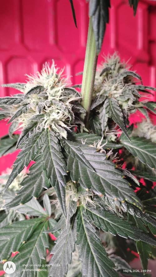 Super Sour Double Diesel Seed Hunt. Week 10