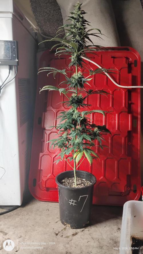 Super Sour Double Diesel Seed Hunt. Week 10