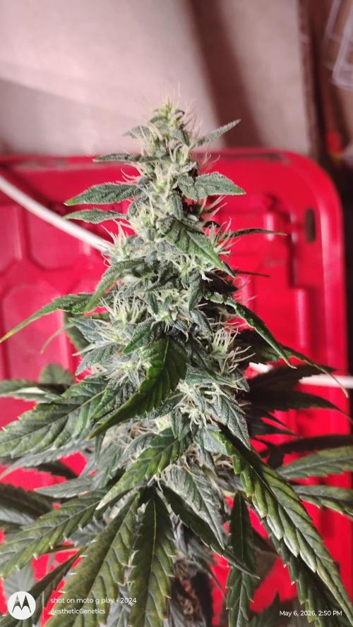 Super Sour Double Diesel Seed Hunt. Week 10