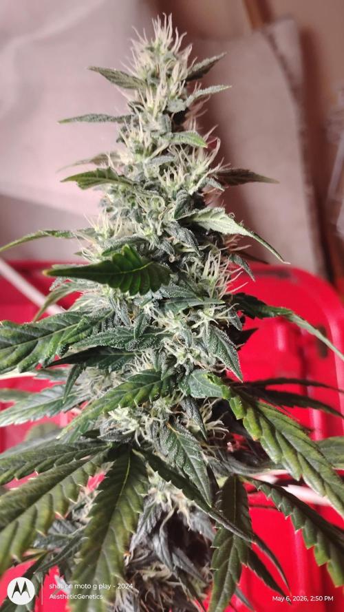 Super Sour Double Diesel Seed Hunt. Week 10