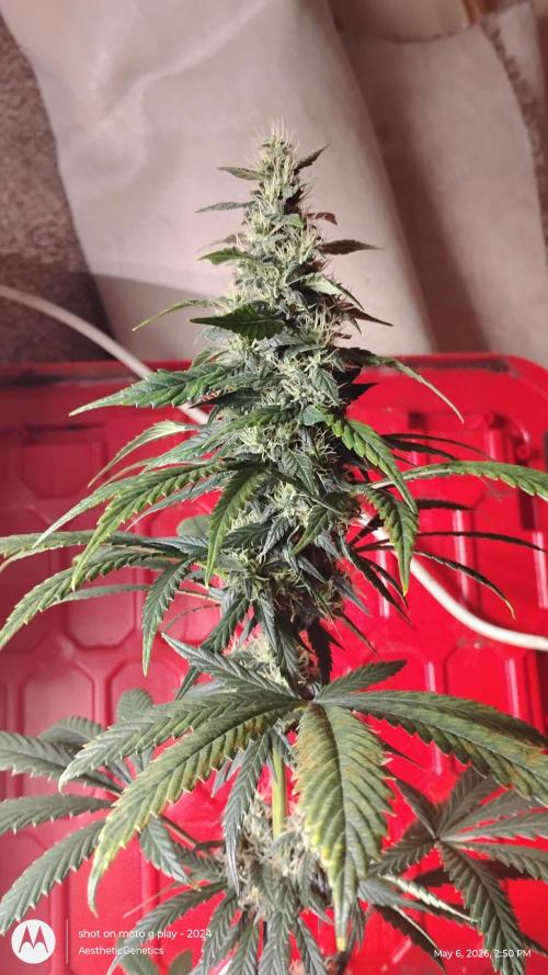 Super Sour Double Diesel Seed Hunt. Week 10
