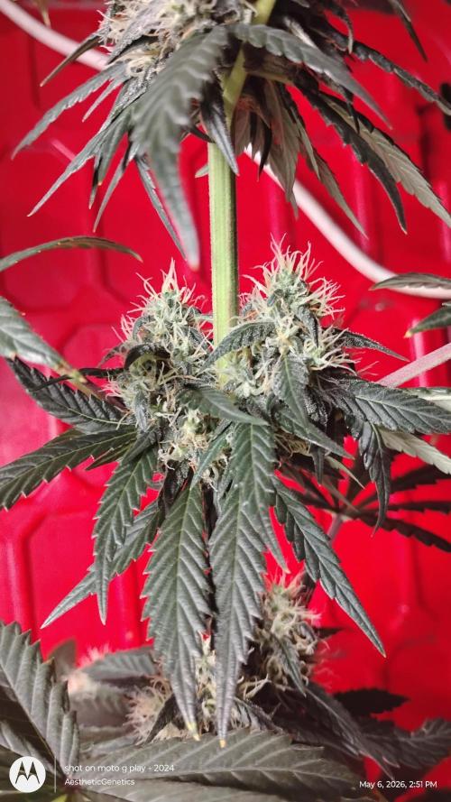 Super Sour Double Diesel Seed Hunt. Week 10