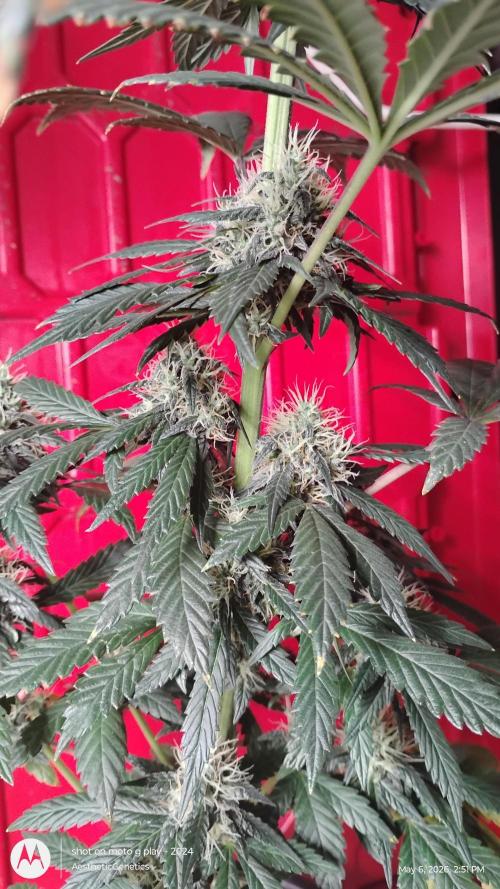 Super Sour Double Diesel Seed Hunt. Week 10