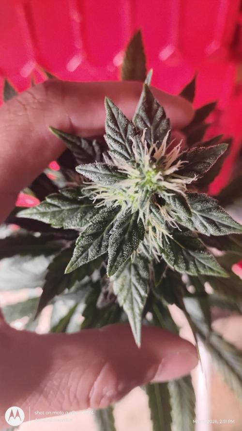 Super Sour Double Diesel Seed Hunt. Week 10