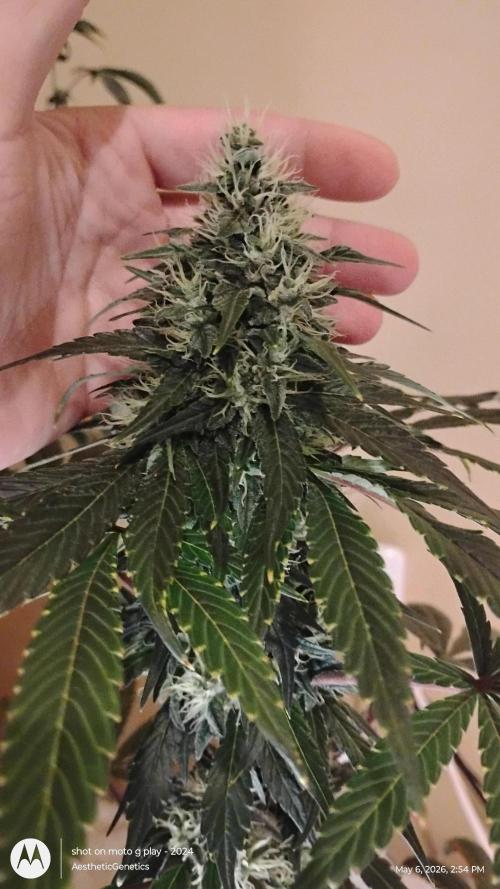 Super Sour Double Diesel Seed Hunt. Week 10