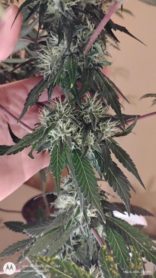 Super Sour Double Diesel Seed Hunt. Week 10