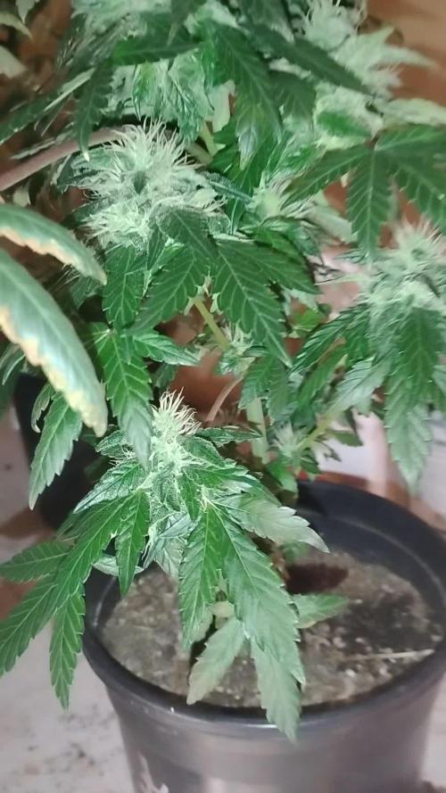 Super Sour Double Diesel Seed Hunt