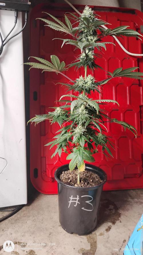 Super Sour Double Diesel Seed Hunt. Week 10