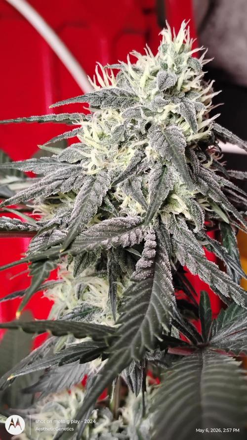 Super Sour Double Diesel Seed Hunt. Week 10
