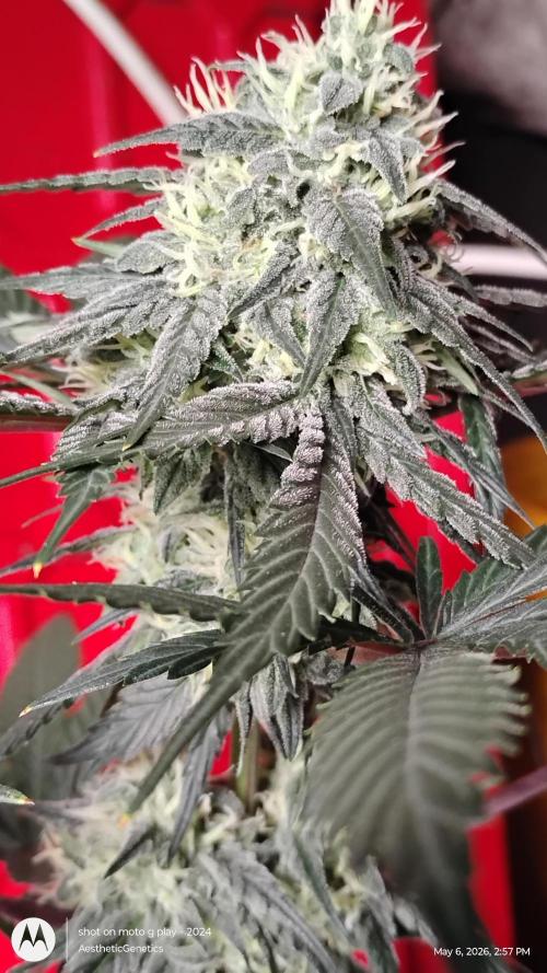Super Sour Double Diesel Seed Hunt. Week 10