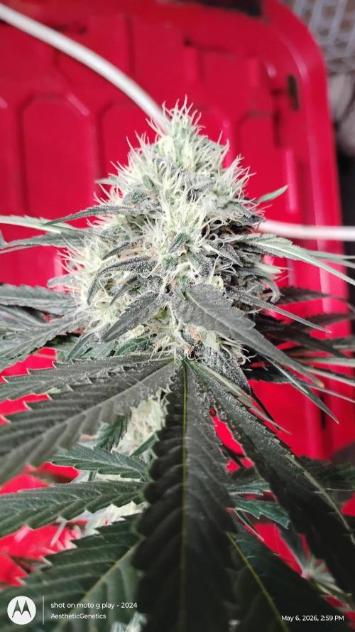 Super Sour Double Diesel Seed Hunt. Week 10