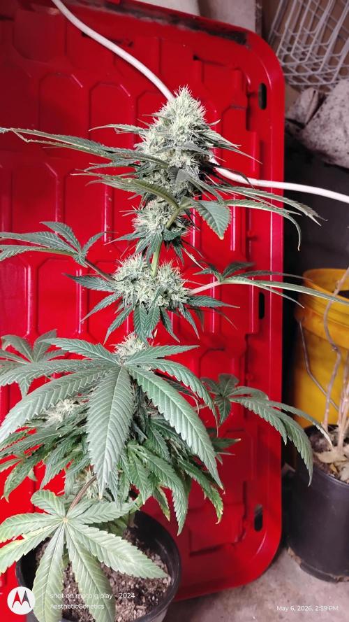 Super Sour Double Diesel Seed Hunt. Week 10
