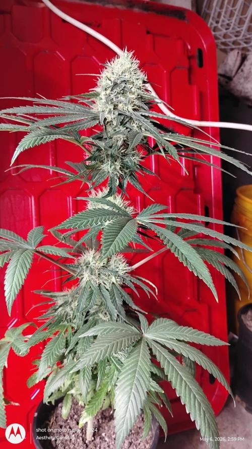 Super Sour Double Diesel Seed Hunt. Week 10