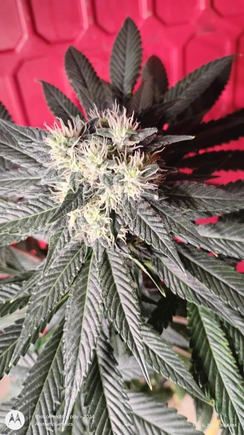 Super Sour Double Diesel Seed Hunt. Week 10