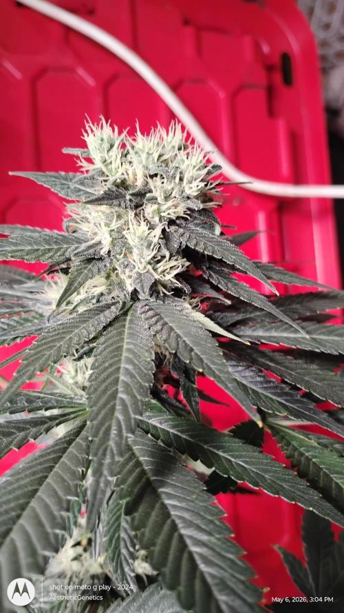 Super Sour Double Diesel Seed Hunt. Week 10