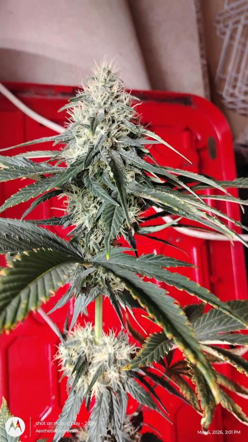 Super Sour Double Diesel Seed Hunt. Week 10