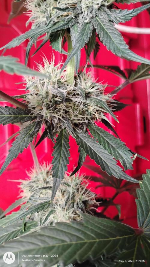 Super Sour Double Diesel Seed Hunt. Week 10