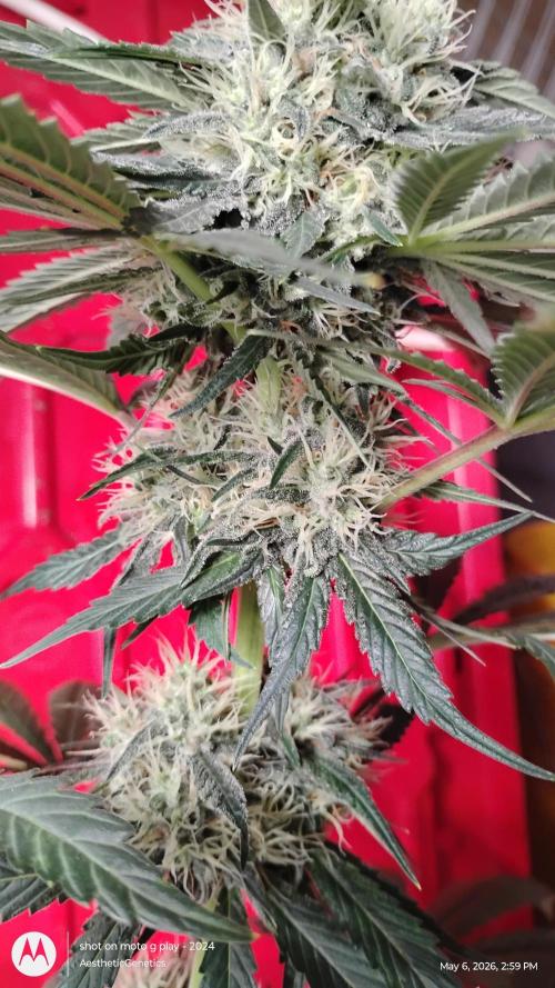 Super Sour Double Diesel Seed Hunt. Week 10