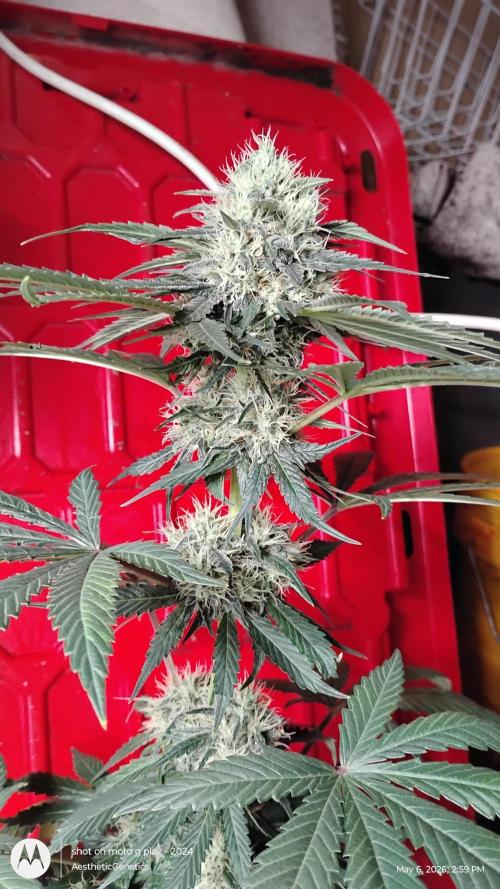 Super Sour Double Diesel Seed Hunt. Week 10