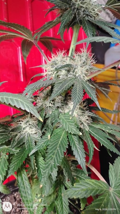 Super Sour Double Diesel Seed Hunt. Week 10