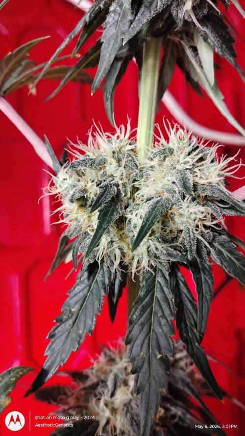 Super Sour Double Diesel Seed Hunt. Week 10