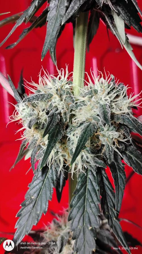 Super Sour Double Diesel Seed Hunt. Week 10