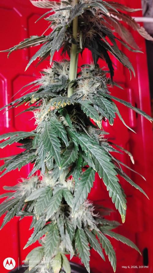 Super Sour Double Diesel Seed Hunt. Week 10