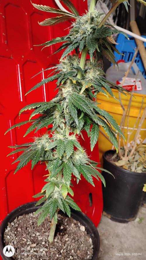 Super Sour Double Diesel Seed Hunt. Week 10