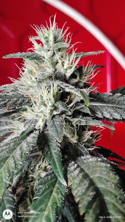 Super Sour Double Diesel Seed Hunt. Week 10