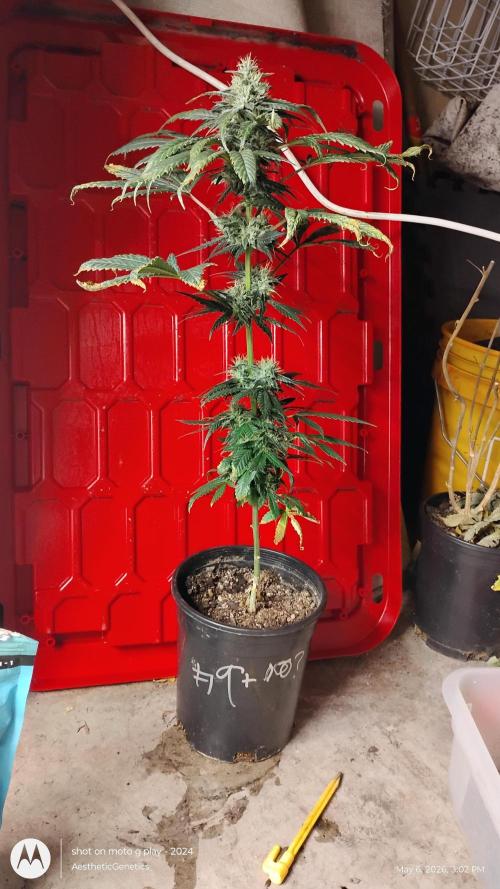 Super Sour Double Diesel Seed Hunt. Week 10