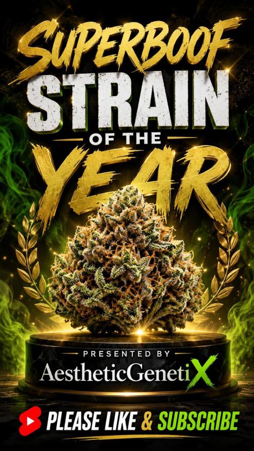 Legit SuperBoof Strain of The Year. Week 4
