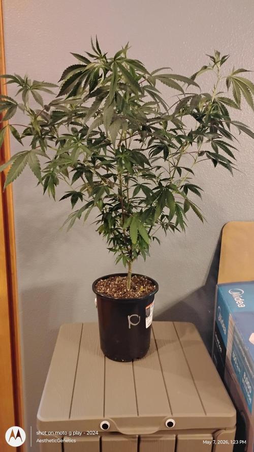 Legit SuperBoof Strain of The Year. Week 4