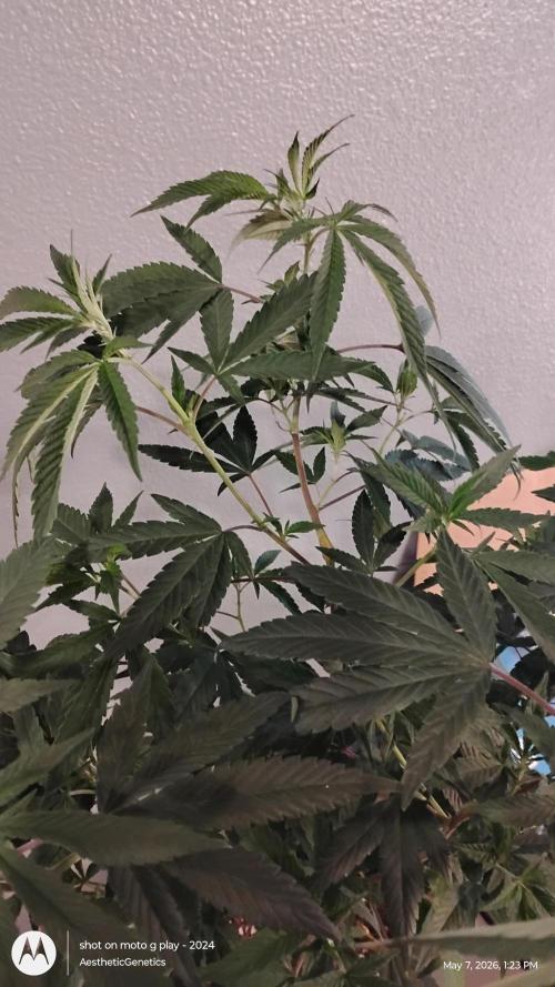 Legit SuperBoof Strain of The Year. Week 4