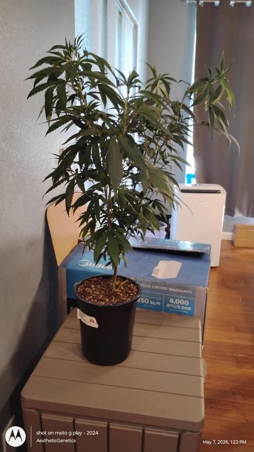 Legit SuperBoof Strain of The Year. Week 4