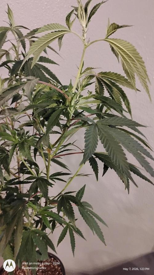 Legit SuperBoof Strain of The Year. Week 4