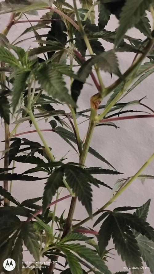 Legit SuperBoof Strain of The Year. Week 4